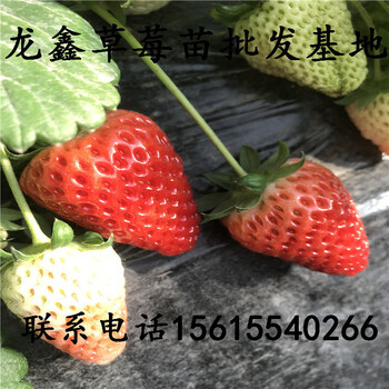 供应牛奶草莓苗销售