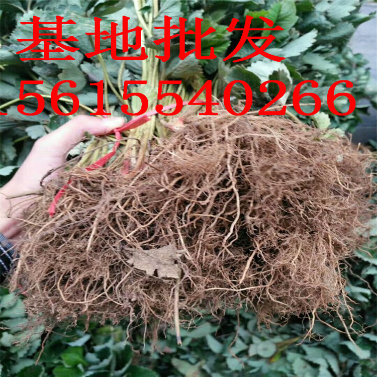 优惠的草莓苗新品种批发