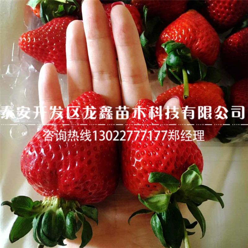 好用的脱毒草莓苗红颜品种价格行情