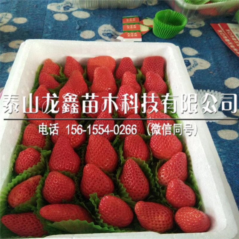 厂家批发四季草莓苗经销商