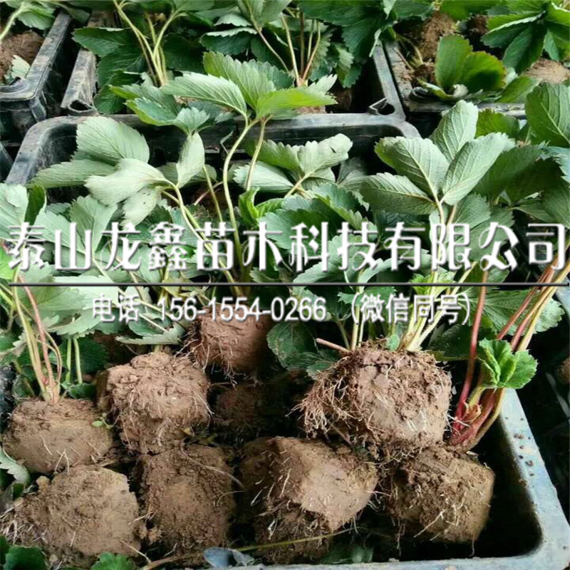 优惠的草莓苗新品种批发