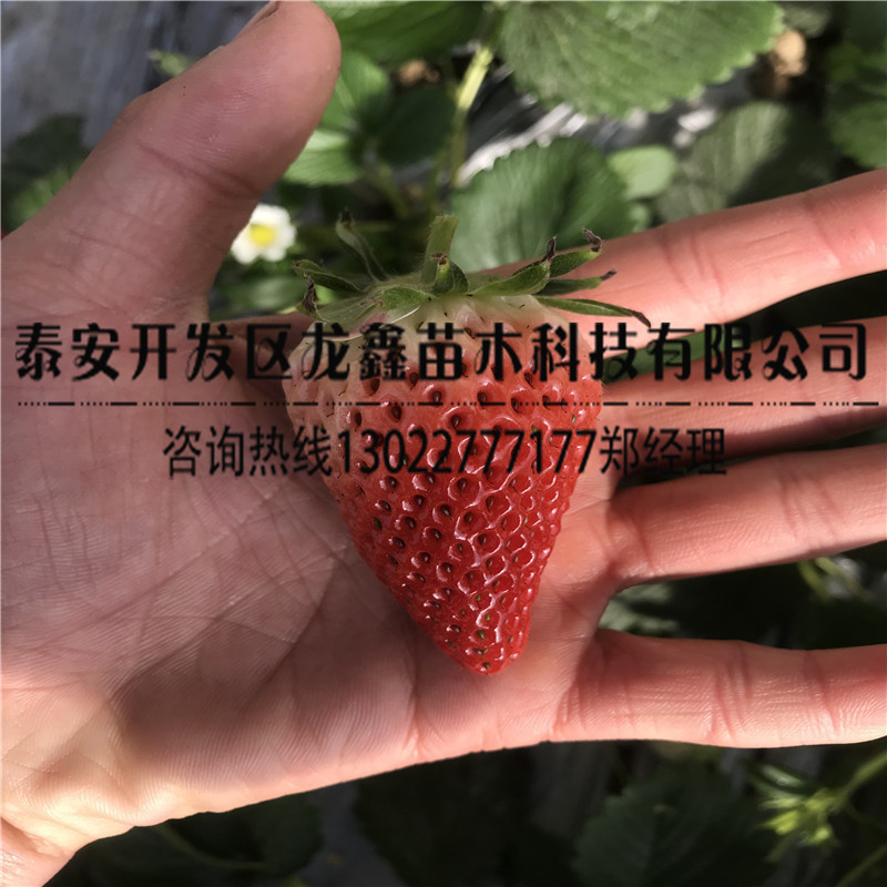 优惠的佐贺清香草莓苗出售