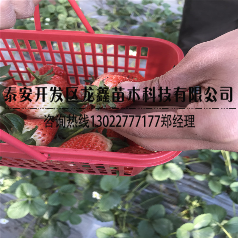 优惠的奶油草莓苗厂家供应