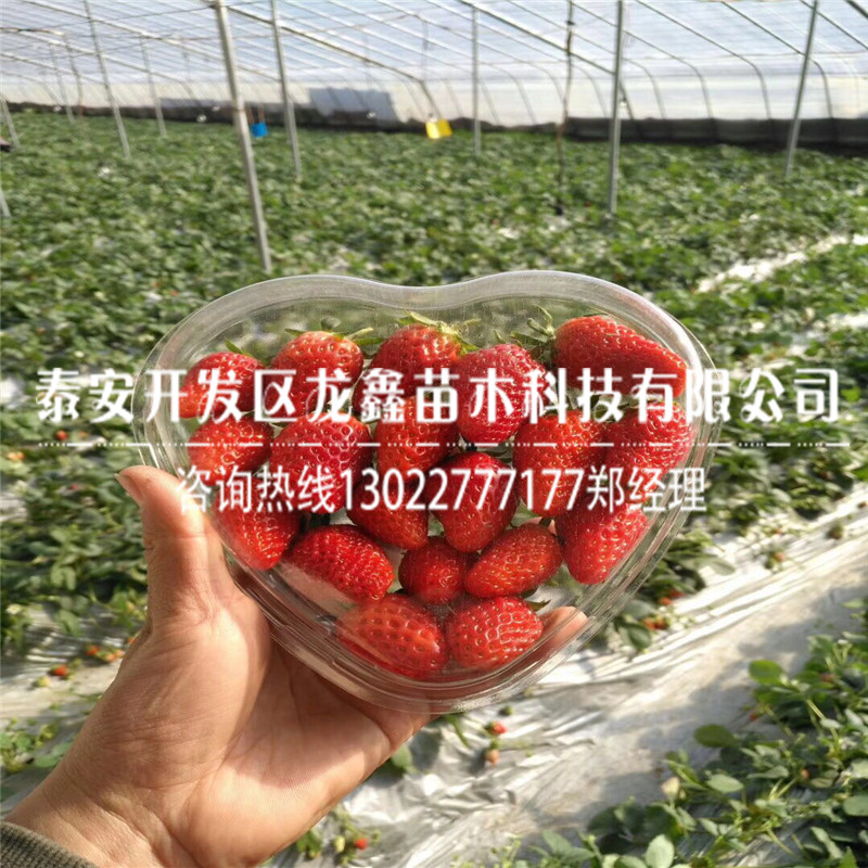 代理牛奶草莓苗门市价