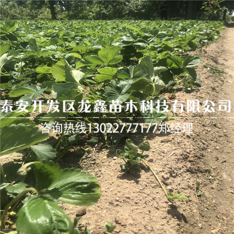 厂家批发四季草莓苗经销商