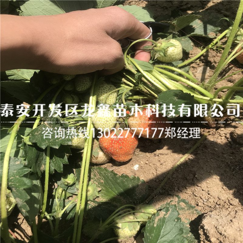 具有品牌的丰香草莓苗调价信息