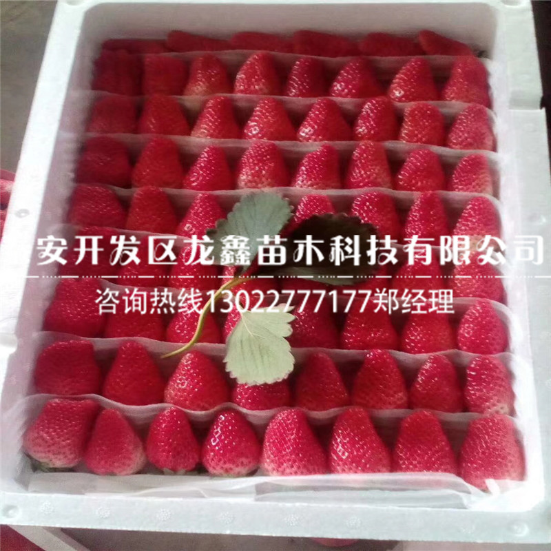 价格划算的京藏香草莓苗行情