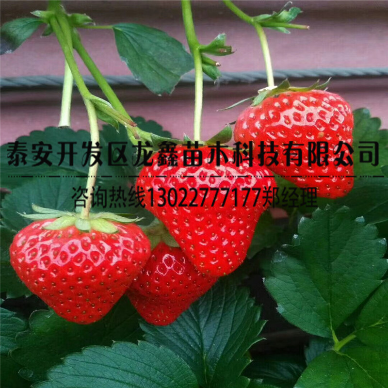 具有品牌的佐贺清香草莓苗招商