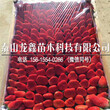 優惠的奶油草莓苗生產廠家圖片
