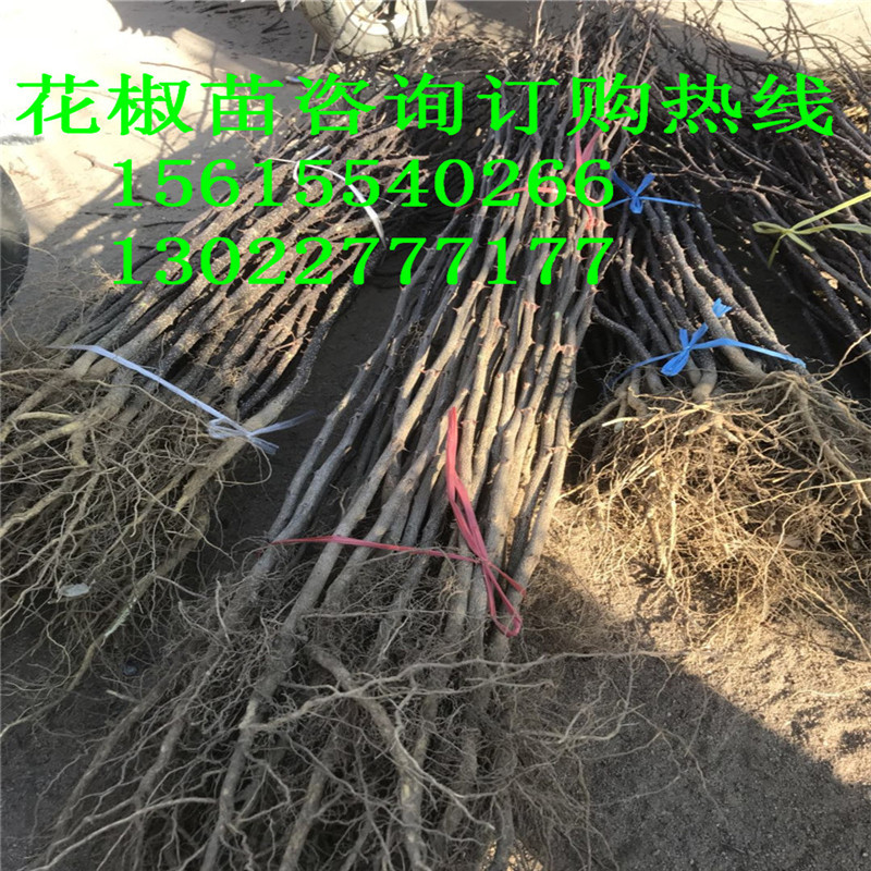 花椒树苗什么价格多少钱一棵花椒苗哪家好