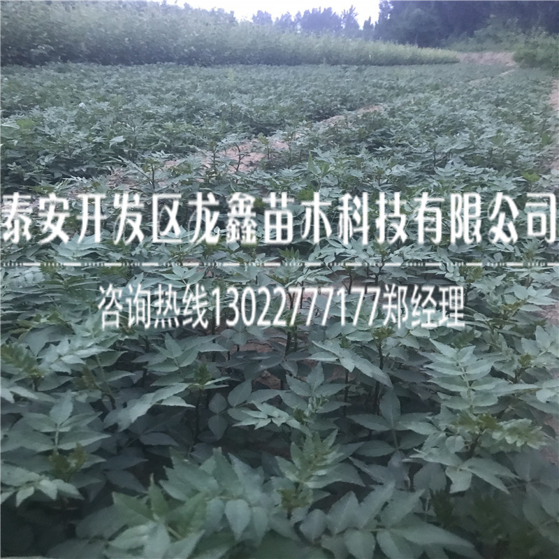 花椒树苗什么价格多少钱一棵花椒苗供应