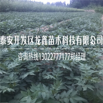 花椒树苗出售花椒树苗供应每周回顾