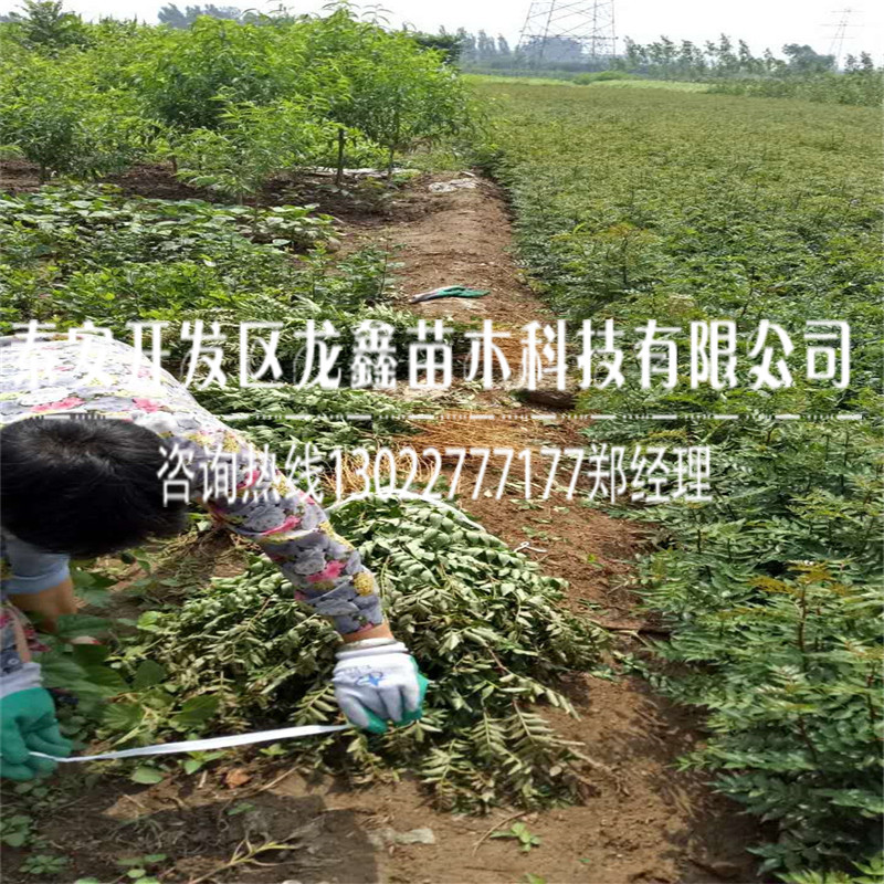 花椒树苗什么价格多少钱一棵花椒苗价位