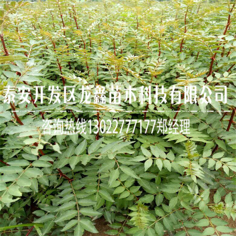 无刺花椒苗花椒苗出售价格每日报价