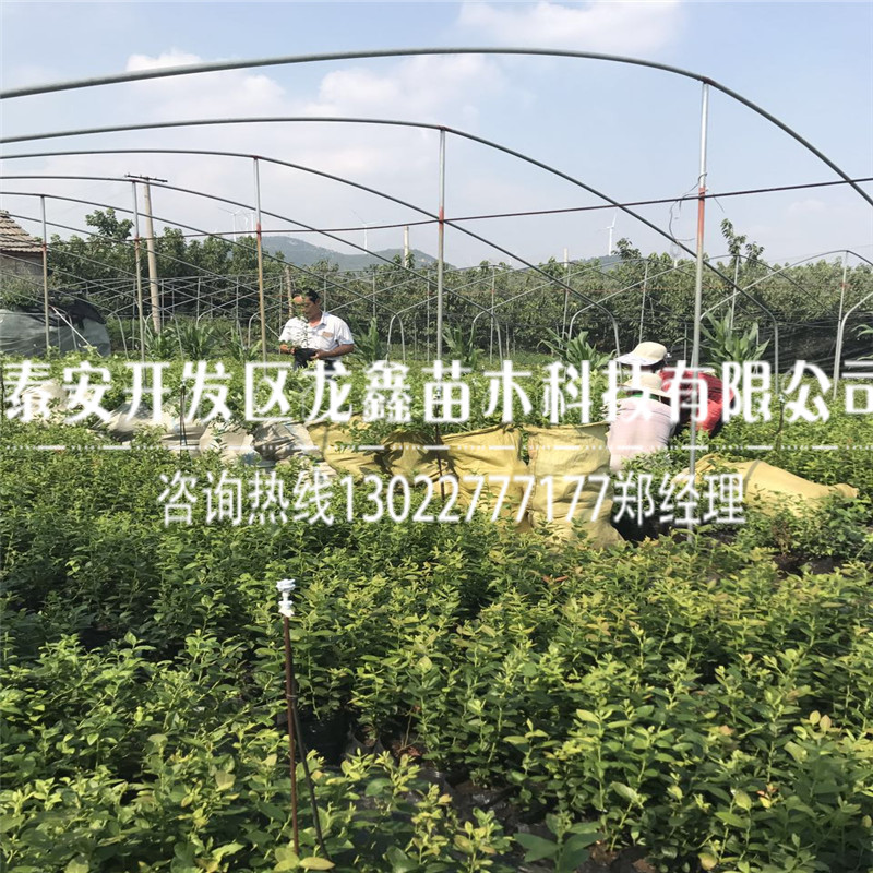 酷派藍莓樹苗基地、行情價格