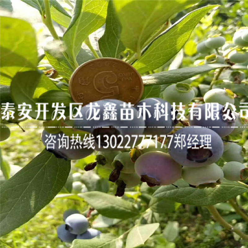 果子大的蓝莓树苗品种、供应商