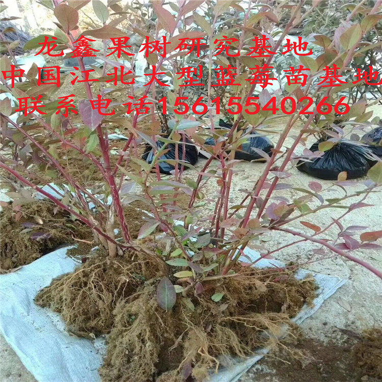 、云南蓝莓树苗种植基地生产厂家