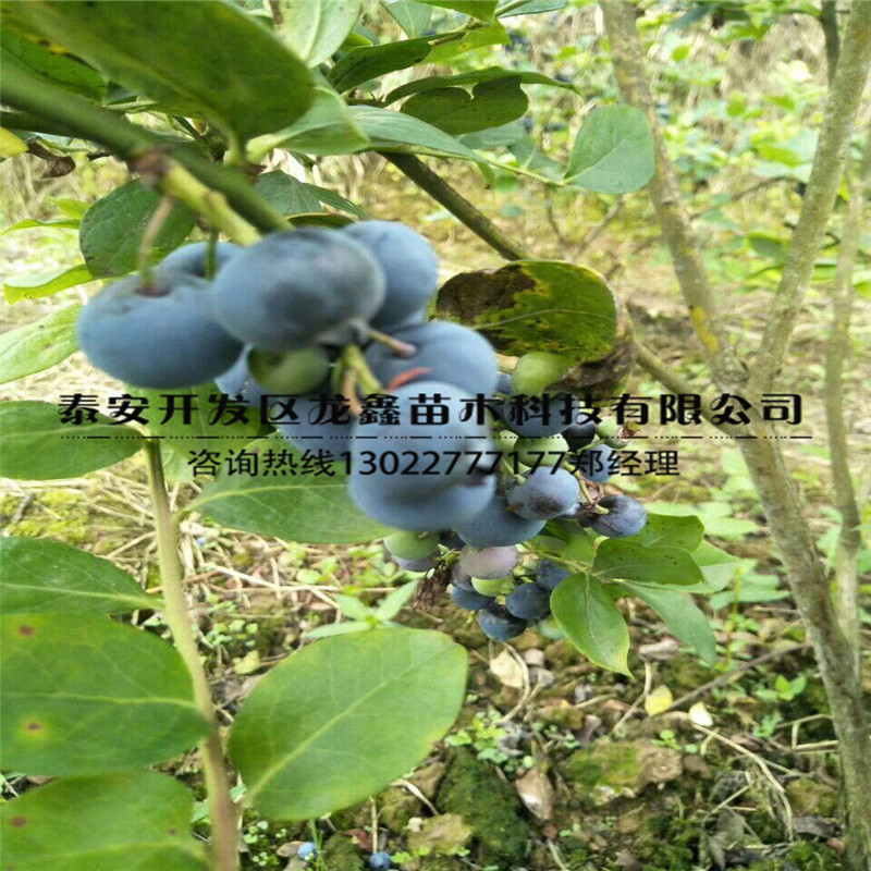果子大的蓝莓树苗品种、供应商