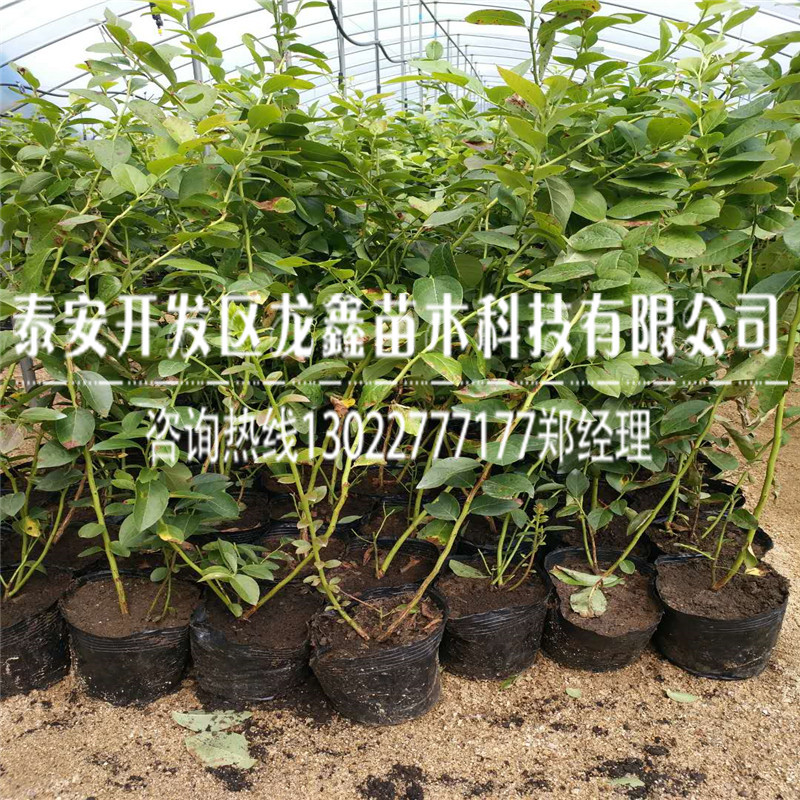 贵州种植蓝莓树苗出售基地每日报价