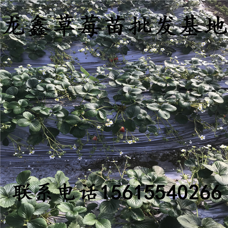 哪里有賣奶油草莓苗的好吃的草莓苗品種推薦