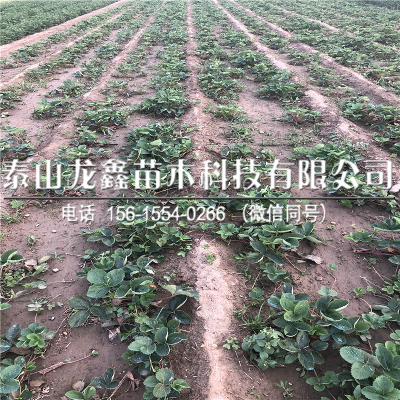 哪里有賣奶油草莓苗的好吃的草莓苗品種推薦