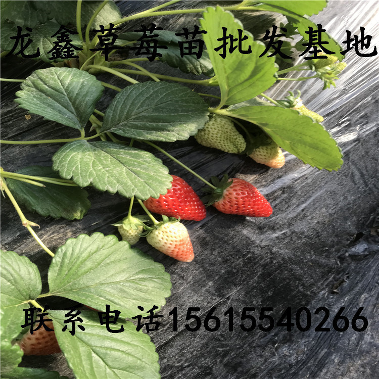甜寶草莓苗哪里有賣的山東草莓苗供應基地廠商出售