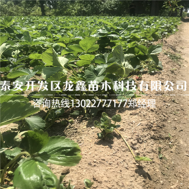 哪里有賣奶油草莓苗的好吃的草莓苗品種推薦
