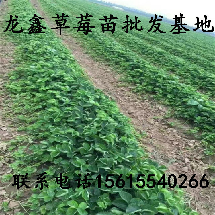 草莓苗批发价格山东草莓苗供应基地月度评述