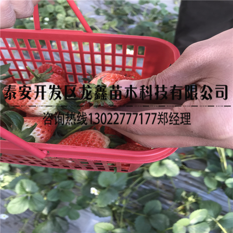 奶油草莓苗出售基地草莓苗怎種植廠家供應(yīng)