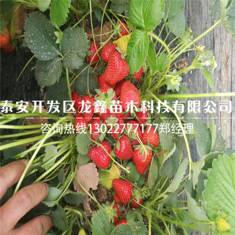 红颜草莓苗品种四季草莓苗品种销售