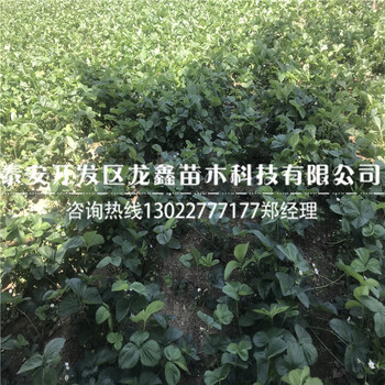 红颜草莓苗出售基地好吃草莓苗