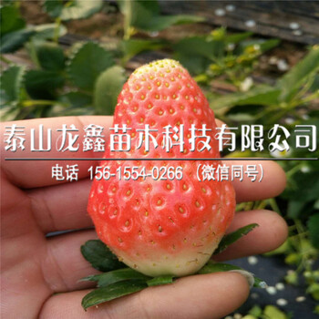 奶油草莓苗基地批发好吃草莓苗销售