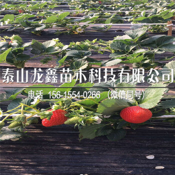全草莓苗價格章姬草莓苗推薦資訊
