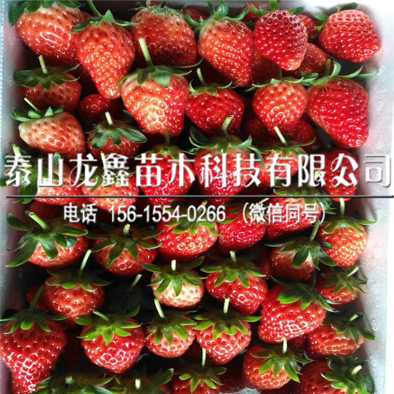 奶油草莓苗出售基地草莓苗怎種植廠家供應(yīng)