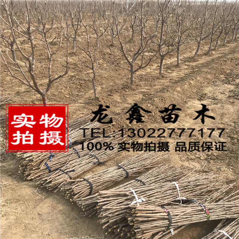 出售吉塞拉櫻桃砧木苗、山東哪里有賣吉塞拉砧木苗的