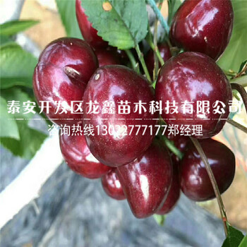 吉塞拉12號脫毒苗、哪里有賣吉塞拉小苗的指導(dǎo)報價
