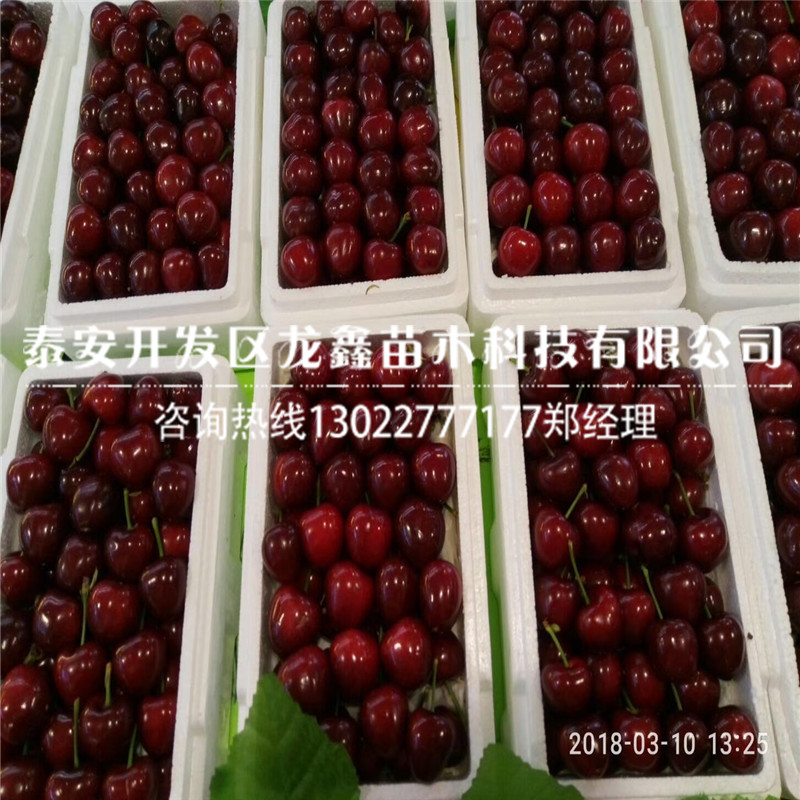 吉塞拉12號(hào)櫻桃砧木苗、哪里有吉塞拉12號(hào)砧木苗價(jià)格行情