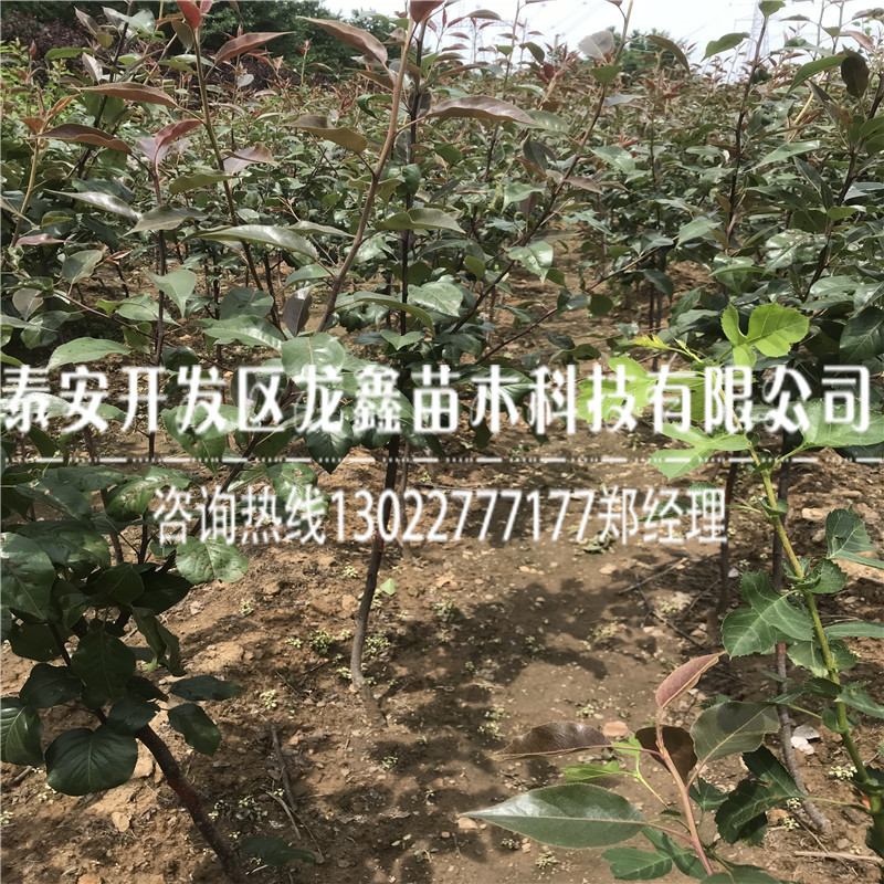 实惠的玉露香梨树苗怎么种植