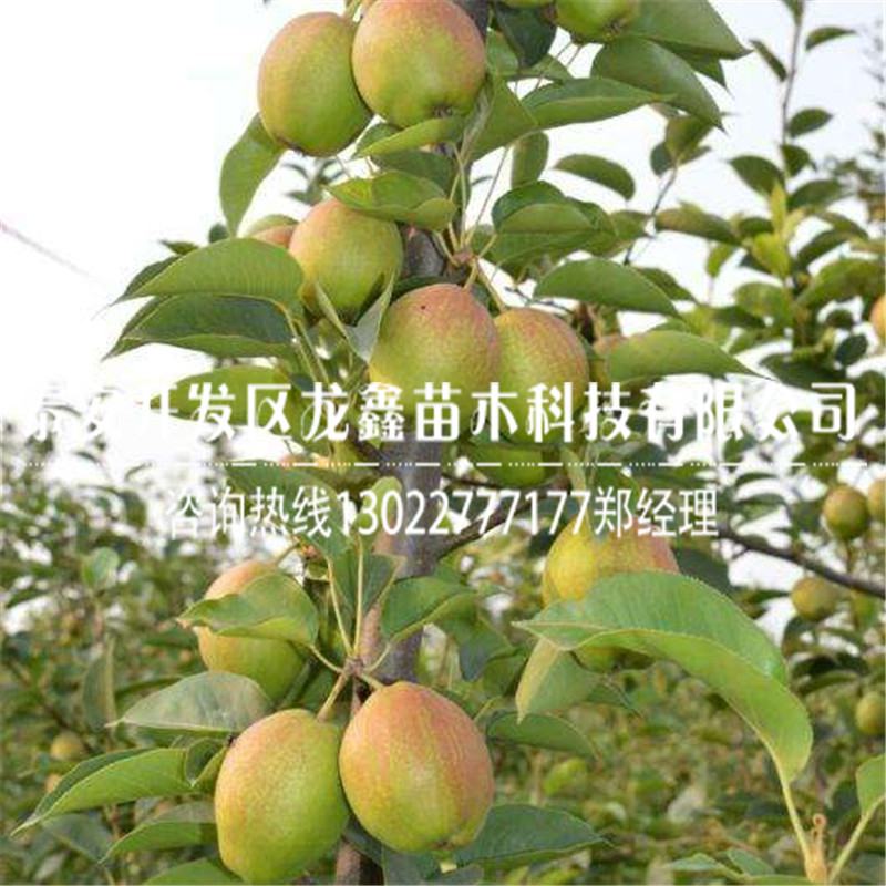 哪里買愛(ài)黨梨樹(shù)苗梨樹(shù)苗多少錢一棵