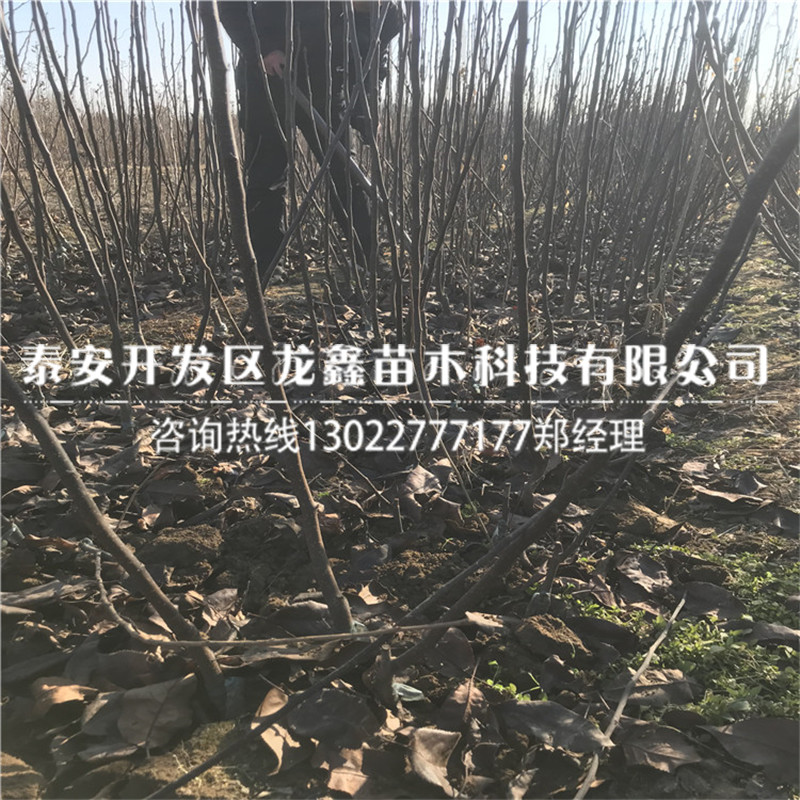 厂家供应爱党梨树苗梨树苗供应基地