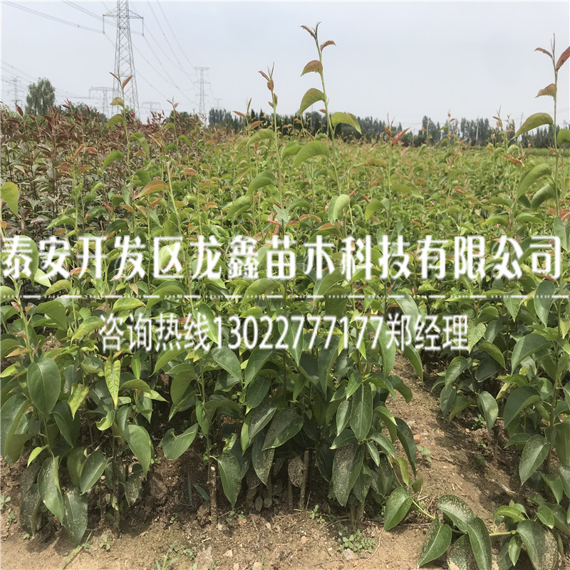 哪里買愛(ài)黨梨樹(shù)苗梨樹(shù)苗多少錢一棵