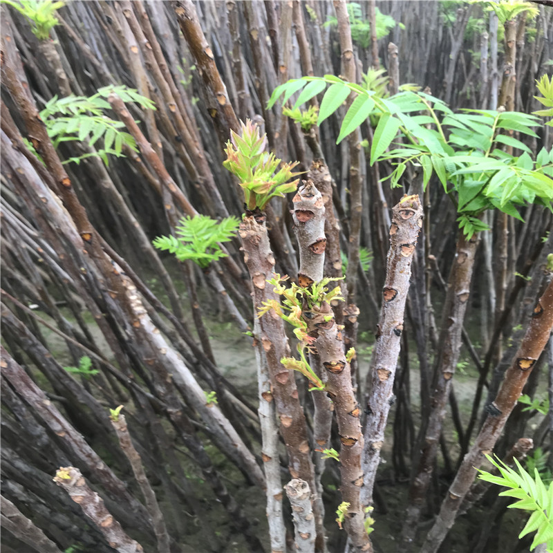 物超所值的紅油香椿苗調(diào)價(jià)匯總