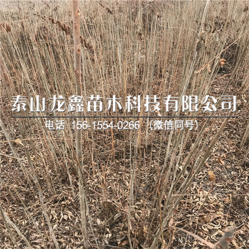 的红油香椿苗推荐