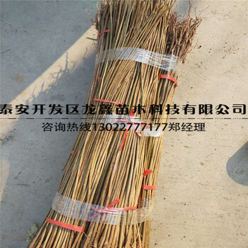 的香椿苗門(mén)市價(jià)