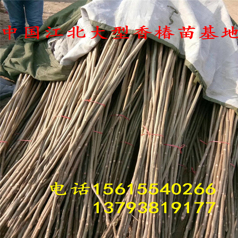 口碑廠家紅油香椿苗批發(fā)商