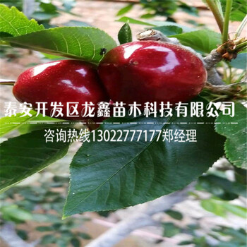 新品种吉塞拉12号樱桃砧木、吉塞拉12号樱桃砧木批发价格是多少
