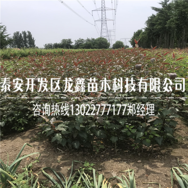 供應(yīng)早紅考密斯梨樹苗、早紅考密斯梨樹苗2018年批發(fā)價格是多少