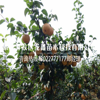 供應(yīng)梨樹苗、梨樹苗哪里有