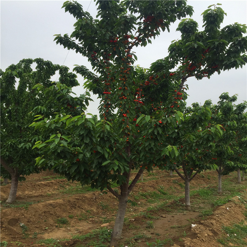 山東矮化吉塞拉6號砧木、矮化吉塞拉6號砧木產(chǎn)地