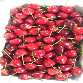 我想買考特砧木苗、考特砧木苗批發(fā)